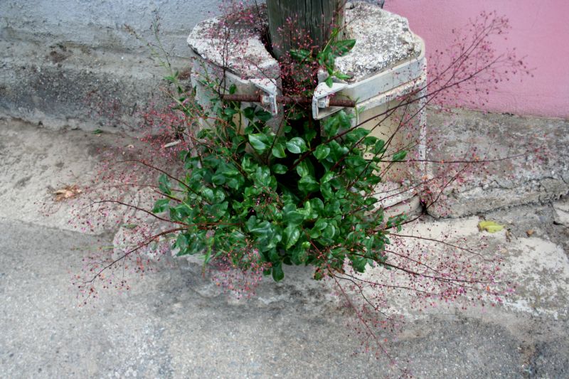 sfuggita da un giardino: Talinum paniculatum